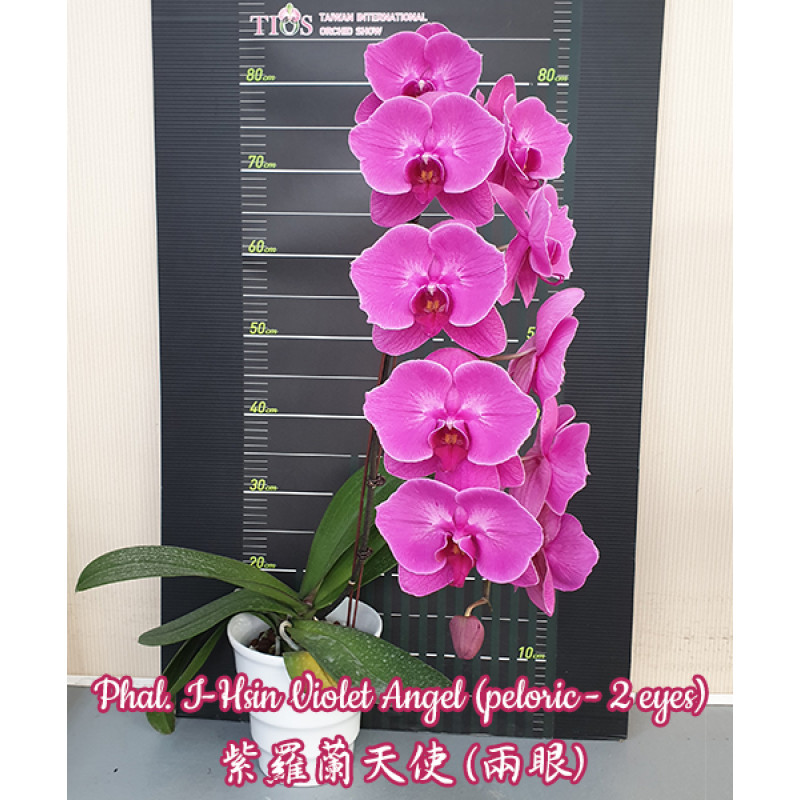 Саша Бонилова порно онлайн